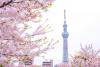日本东京  　　因其美味和时尚著称的东京毋庸置疑地成为亚洲最热门的旅游目的地。东京拥有著名的主题公园，博物馆和东京迪士尼乐园、东京晴空塔、三丽鸥彩虹乐园娱乐中心，为游客带来无限的乐趣，让他们心满意足。春天的东京是有魔力的，漂亮的粉红色樱花装点了整个城市，吸引了大量的游客和当地居民。